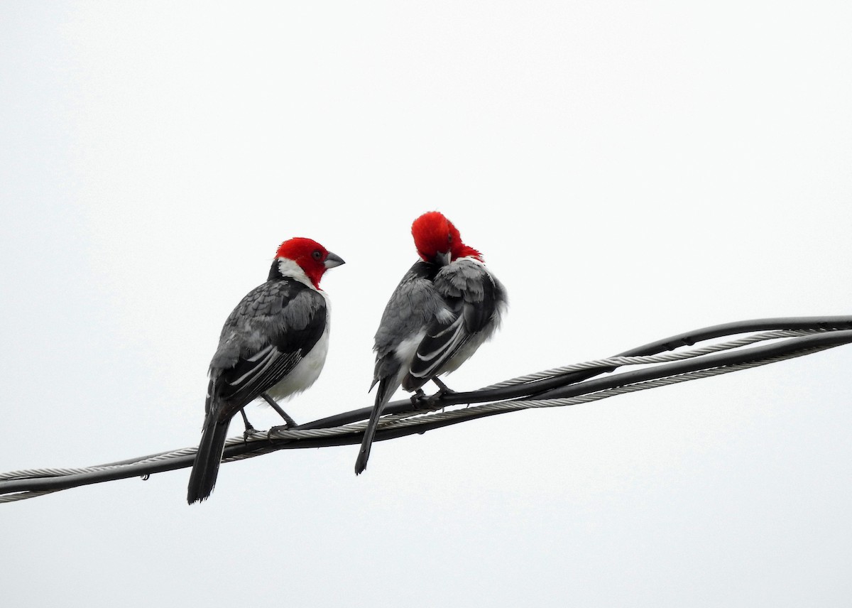 Red-cowled Cardinal - ML620297429