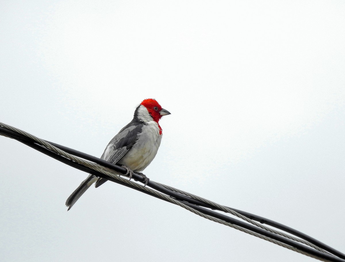 Red-cowled Cardinal - ML620297430