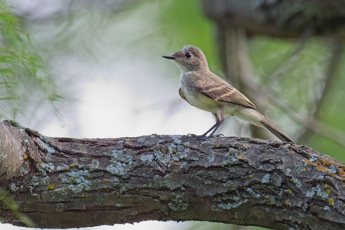 Eastern Phoebe - ML620297433