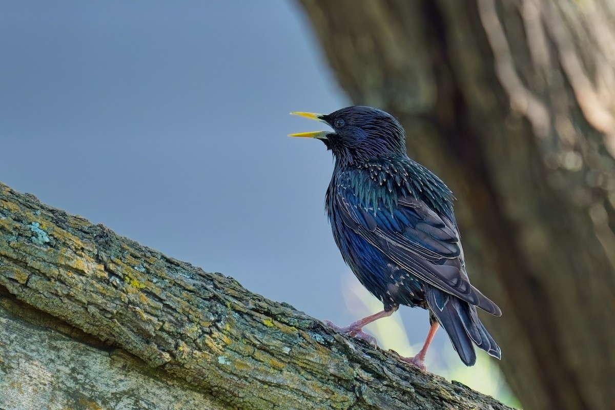 European Starling - ML620297437