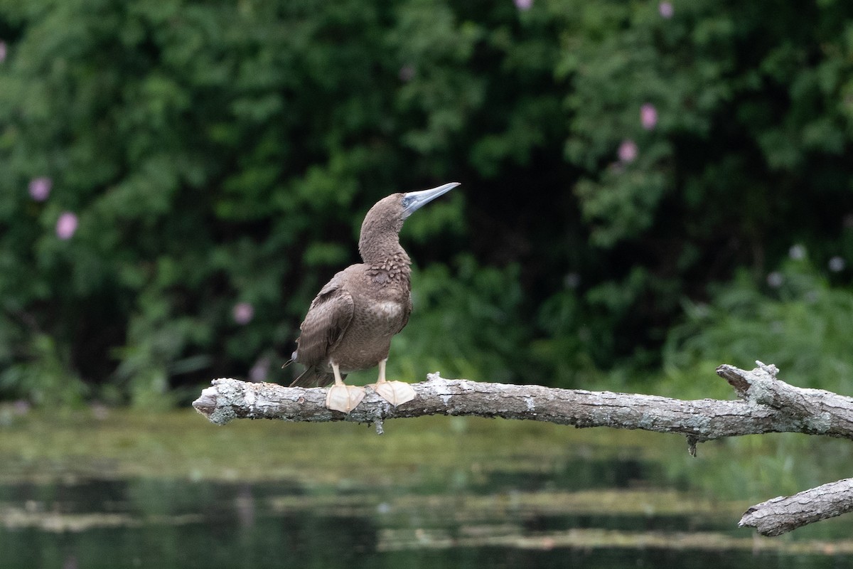 Brown Booby - ML620297439