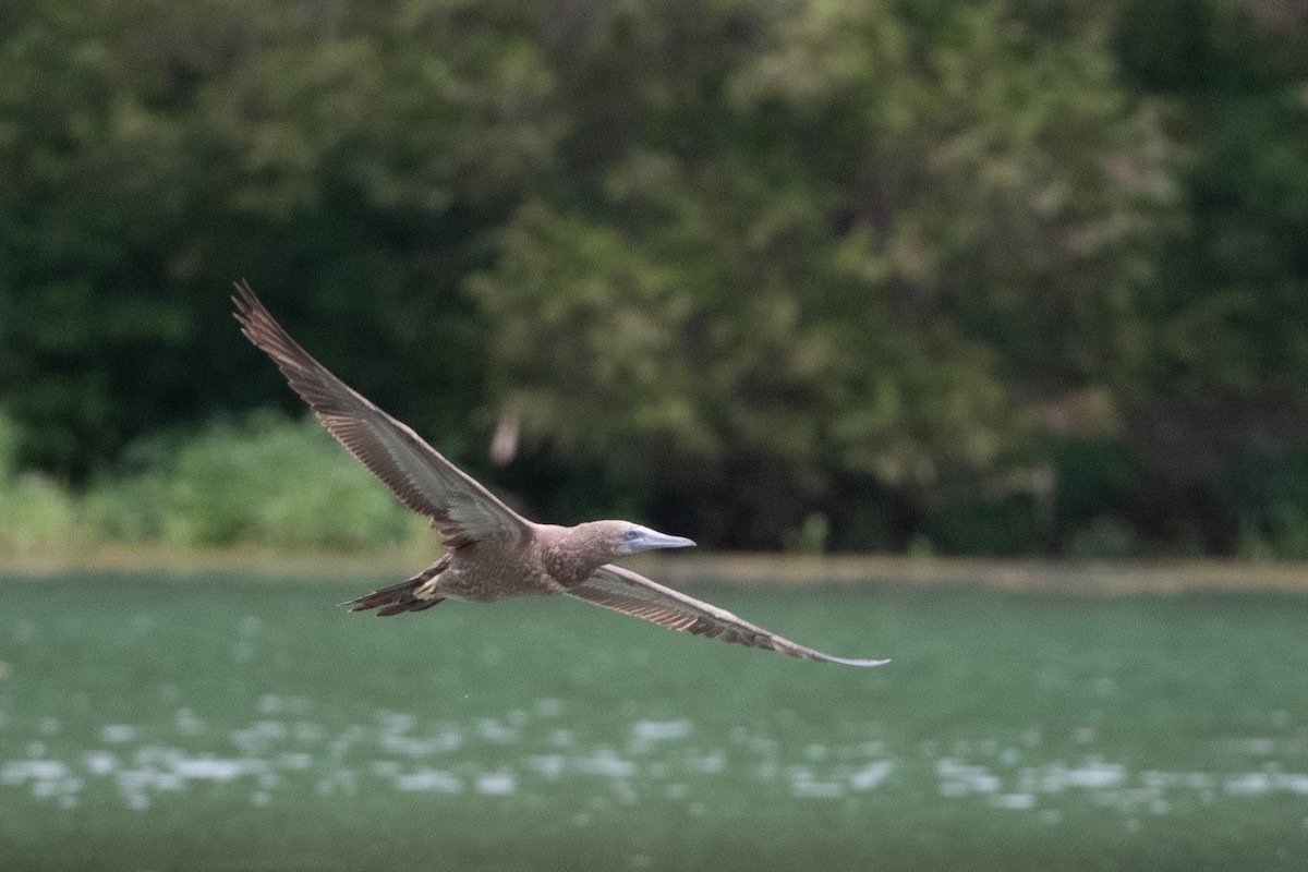 Brown Booby - ML620297440