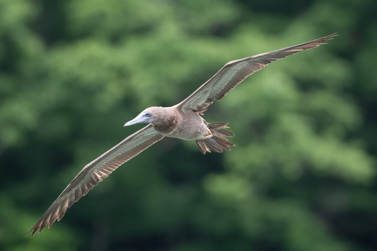 Brown Booby - ML620297442