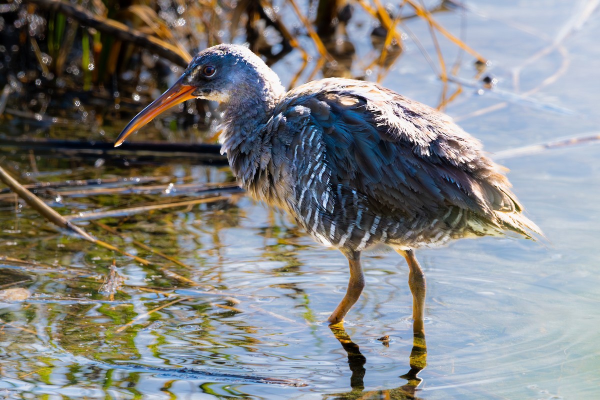 Clapper Rail - ML620297446