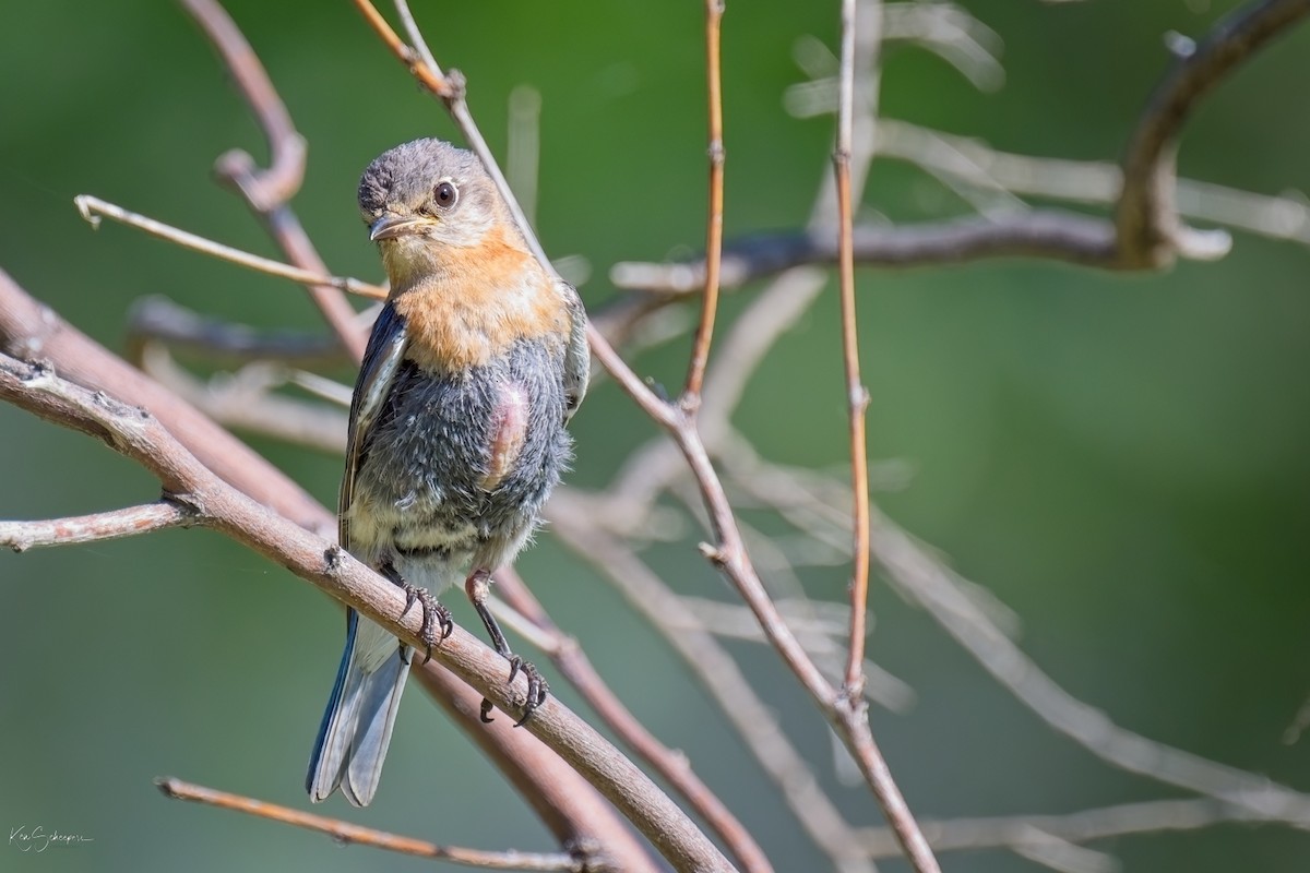 Eastern Bluebird - ML620297449