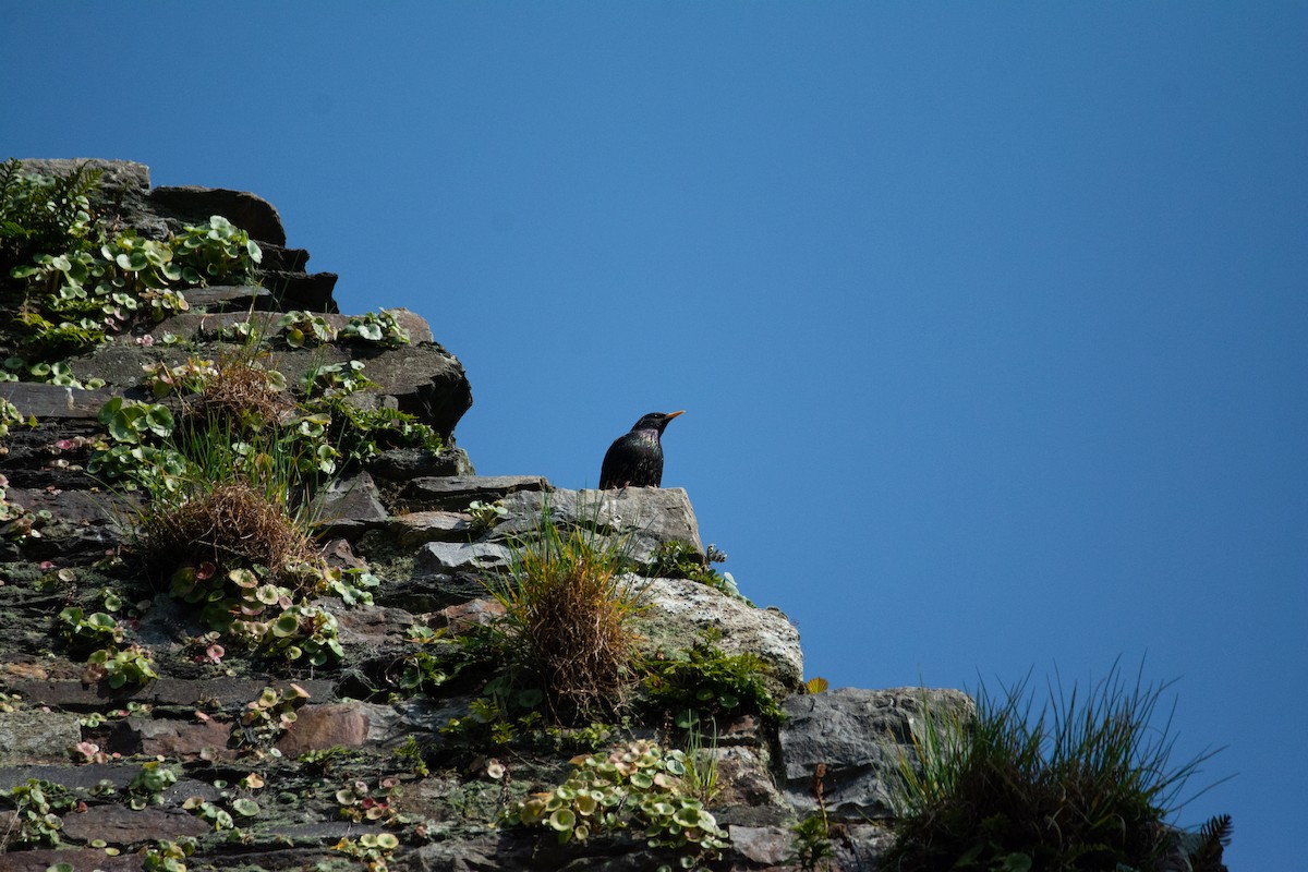 European Starling - ML620297451