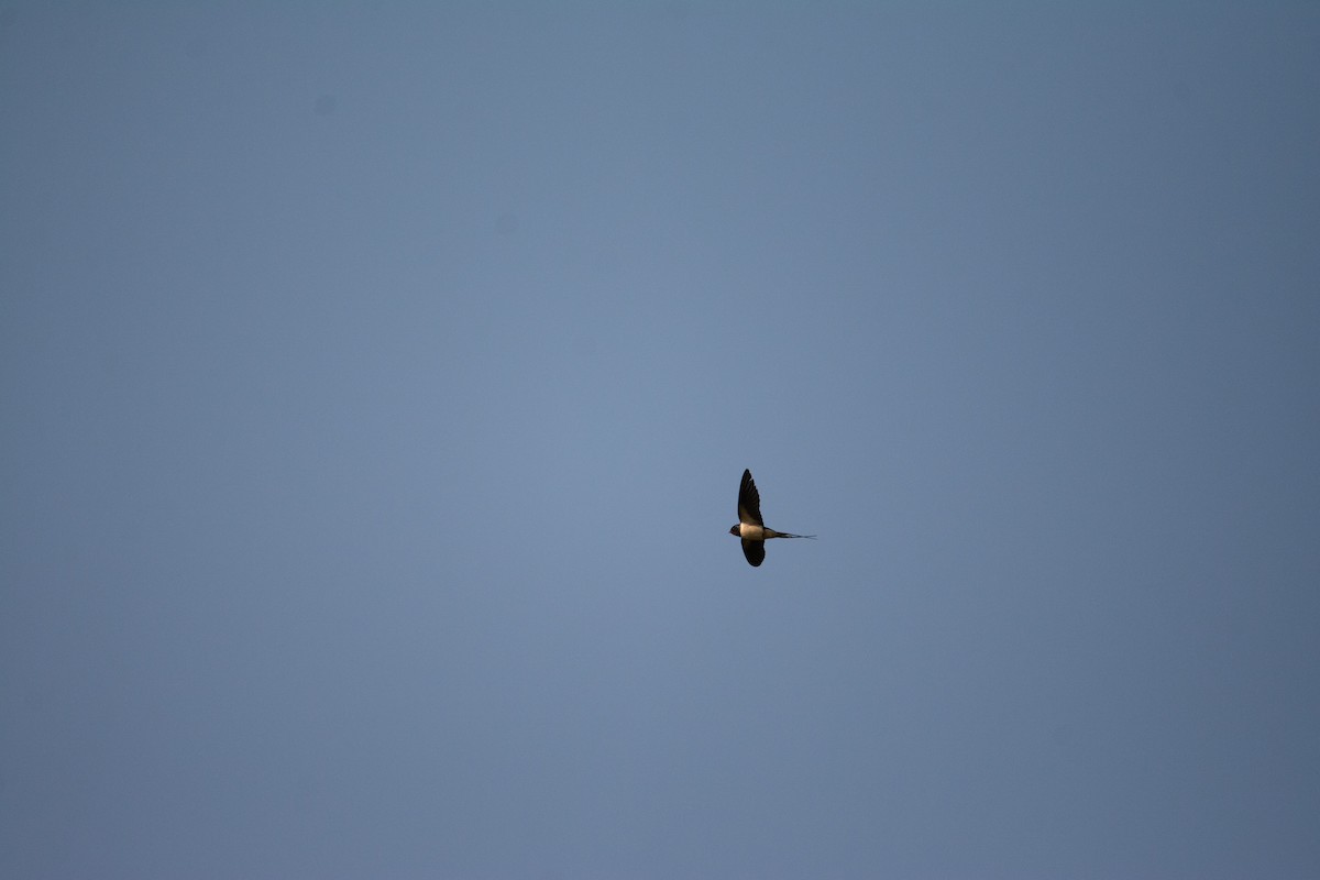 Barn Swallow - ML620297458