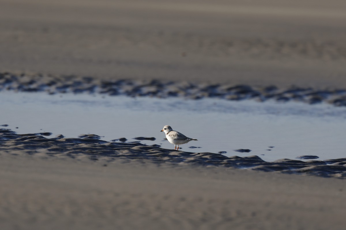 Piping Plover - ML620297465