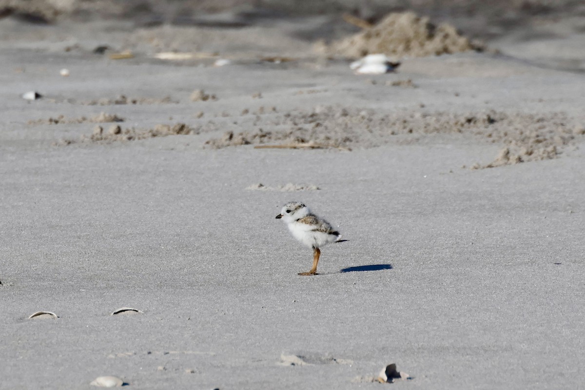 Piping Plover - ML620297466