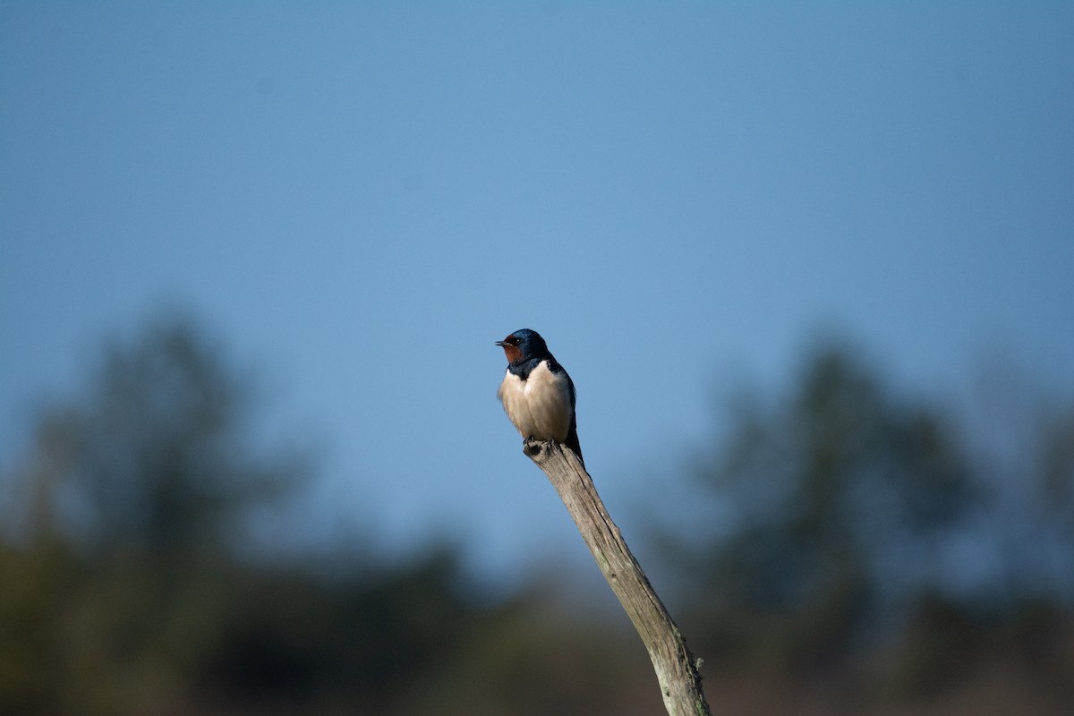 Barn Swallow - ML620297468