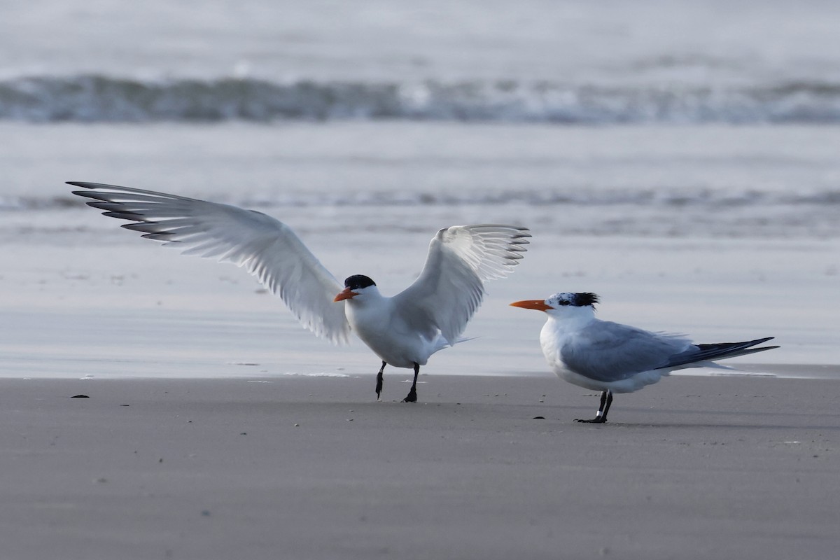 Royal Tern - ML620297470