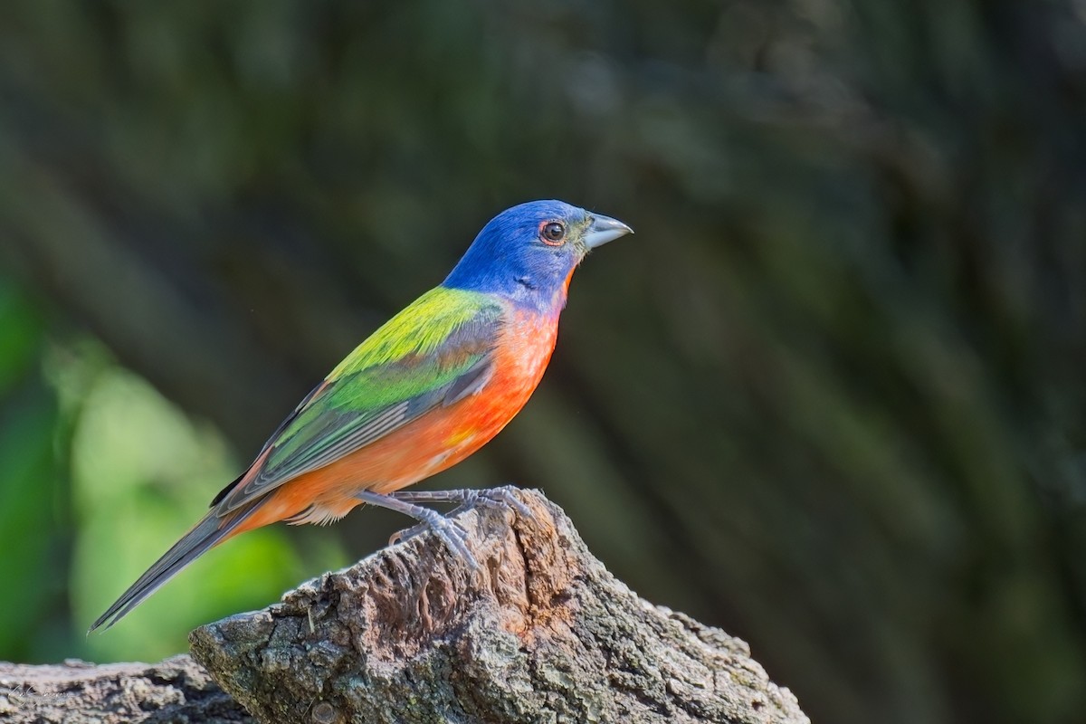 Painted Bunting - ML620297471