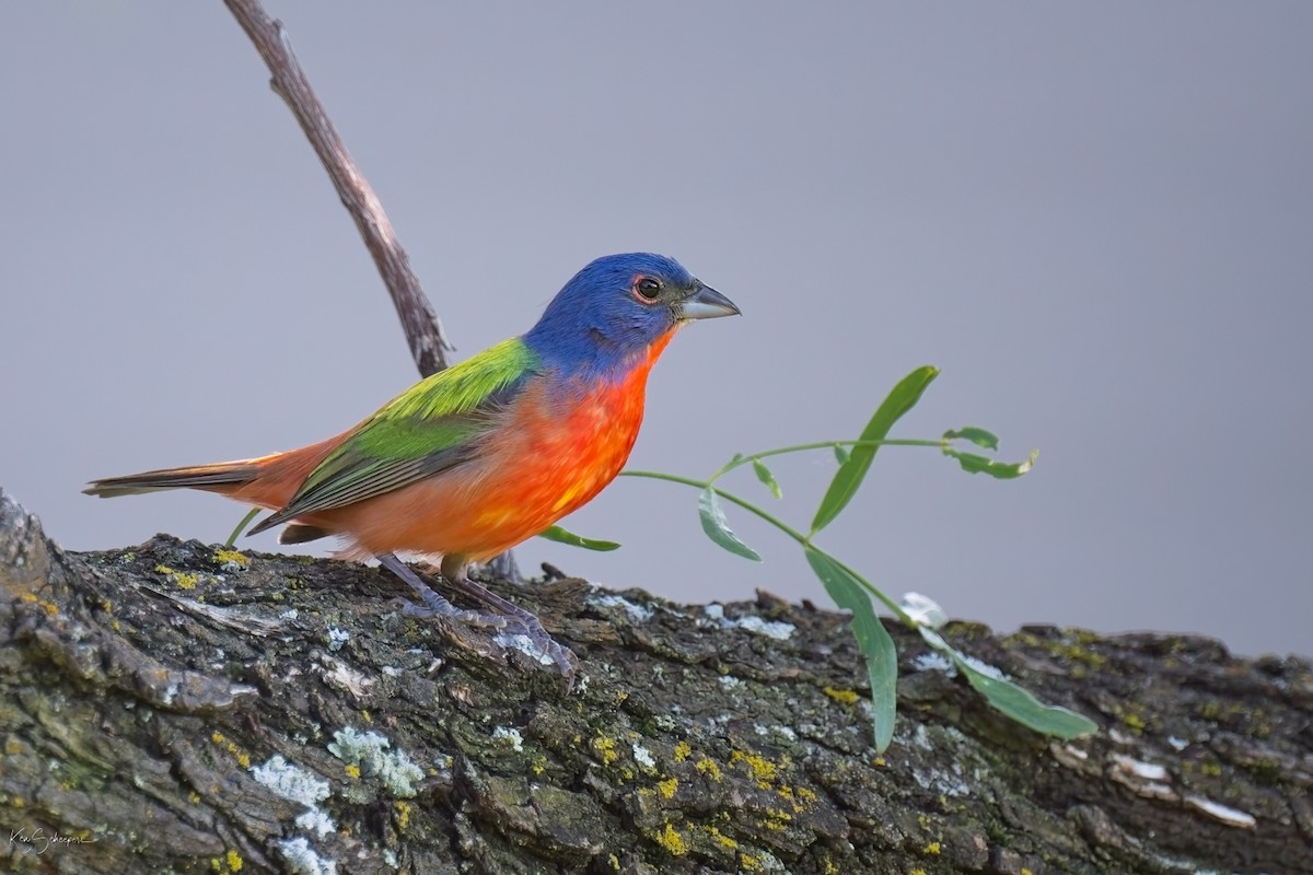 Painted Bunting - ML620297472