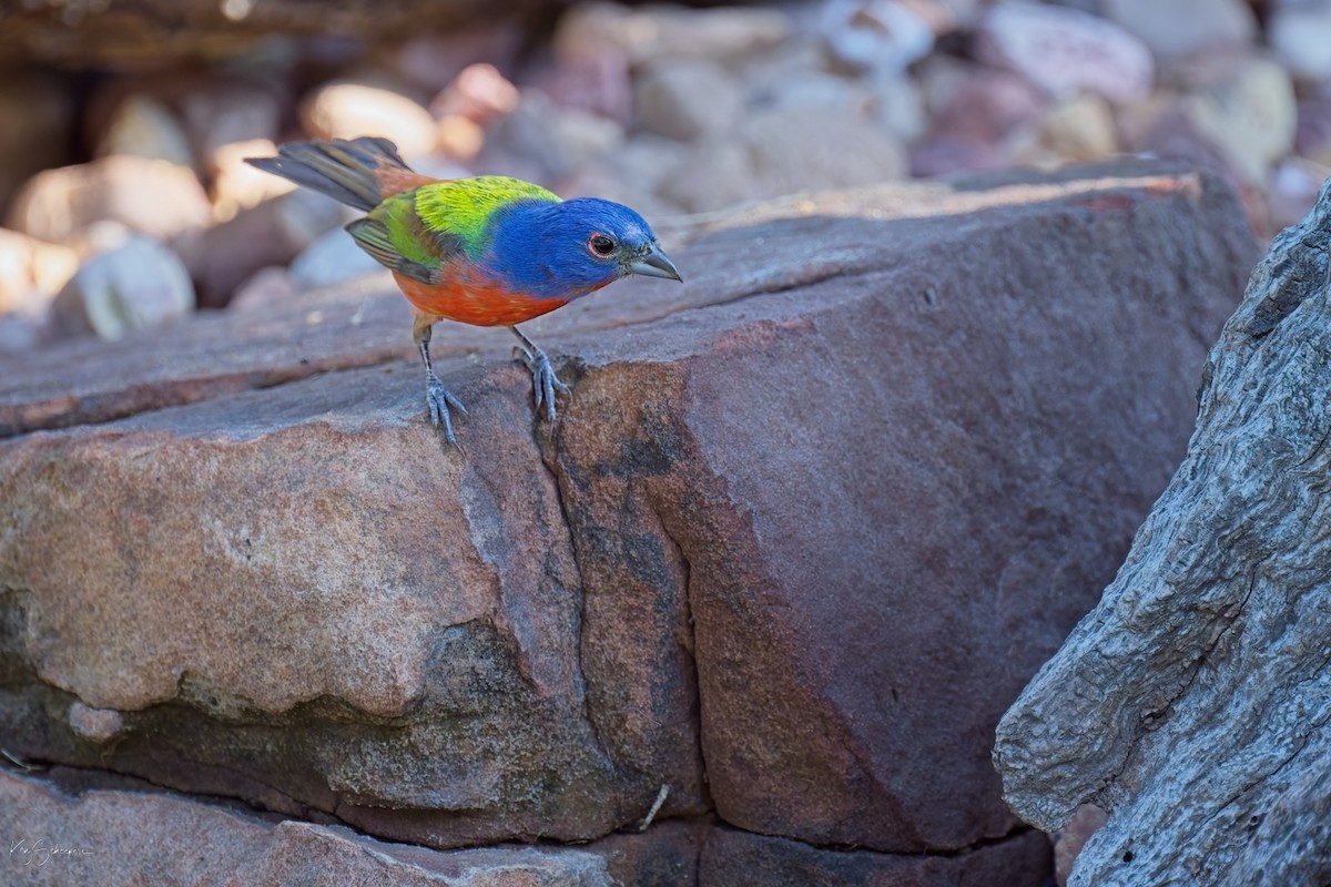 Painted Bunting - ML620297473