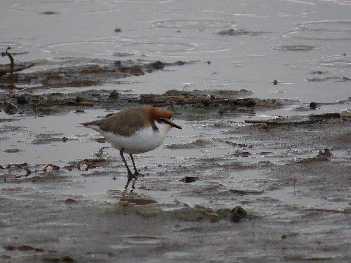 Red-capped Plover - ML620297474