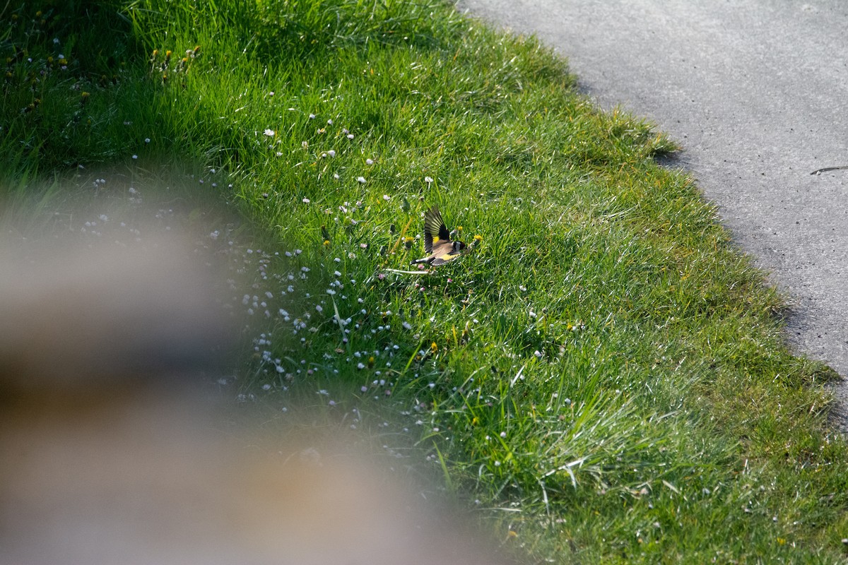 European Goldfinch - ML620297475