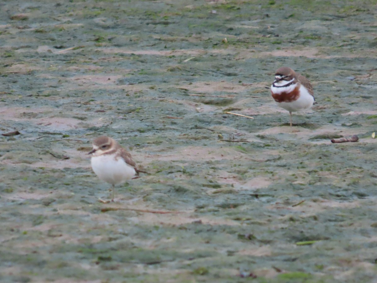 Double-banded Plover - ML620297476
