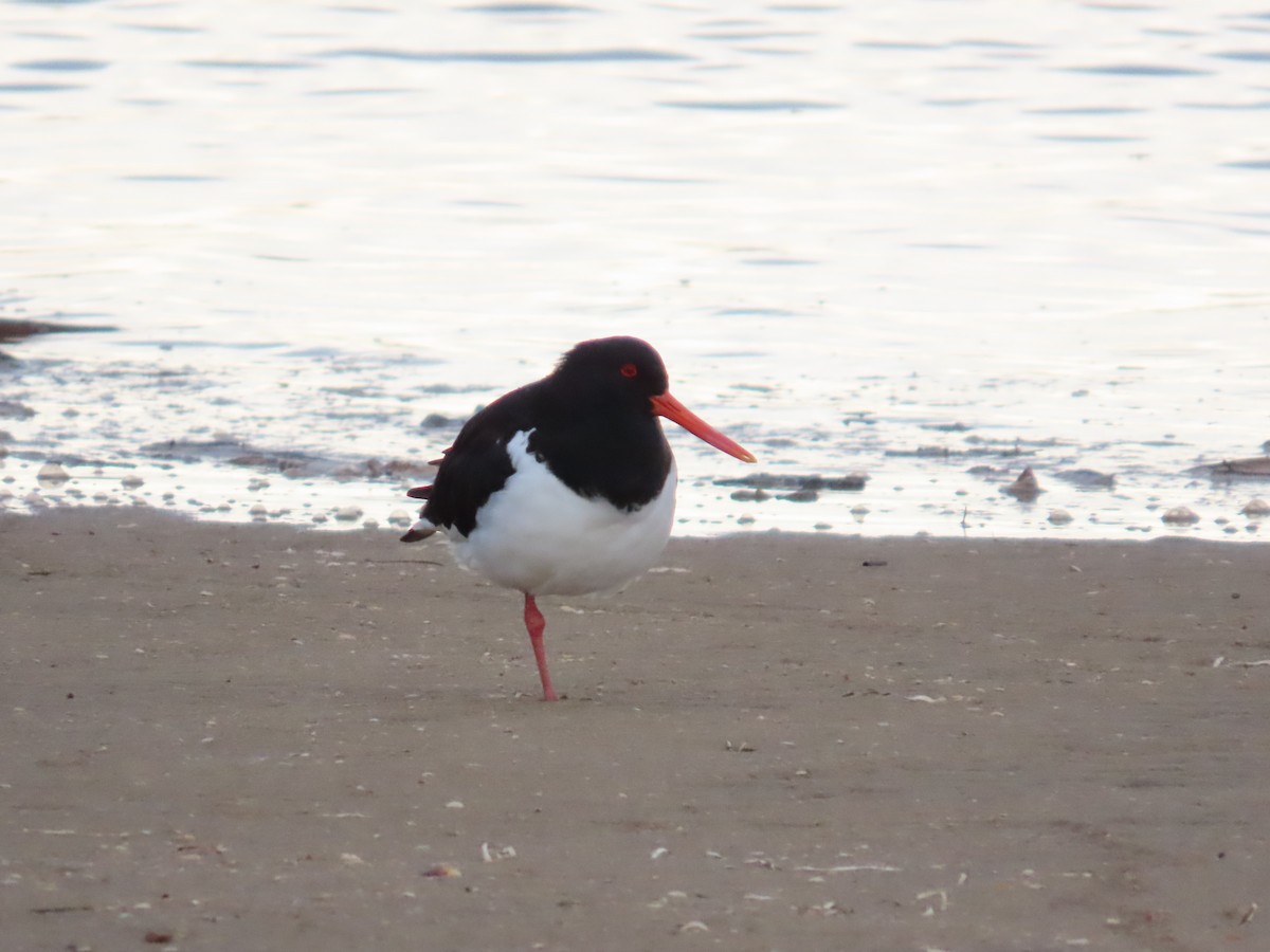 Pied Oystercatcher - ML620297481