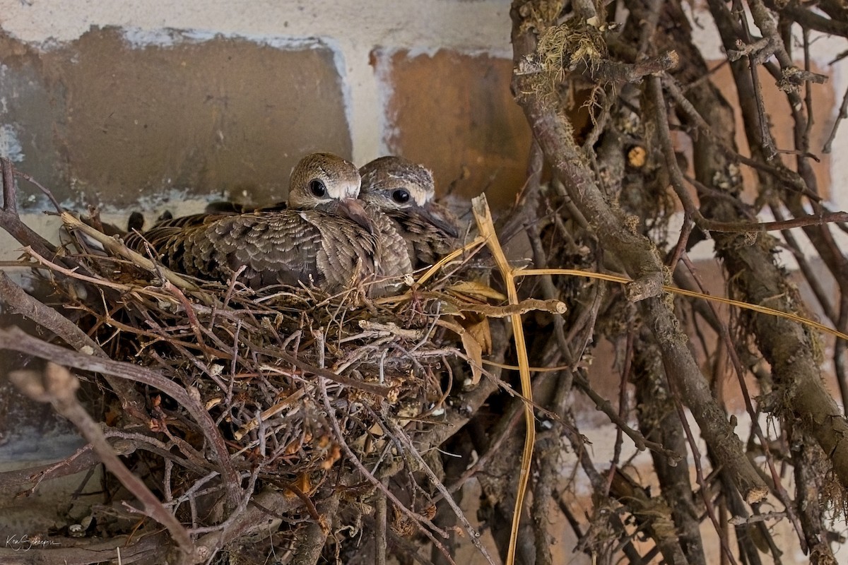 Mourning Dove - ML620297482