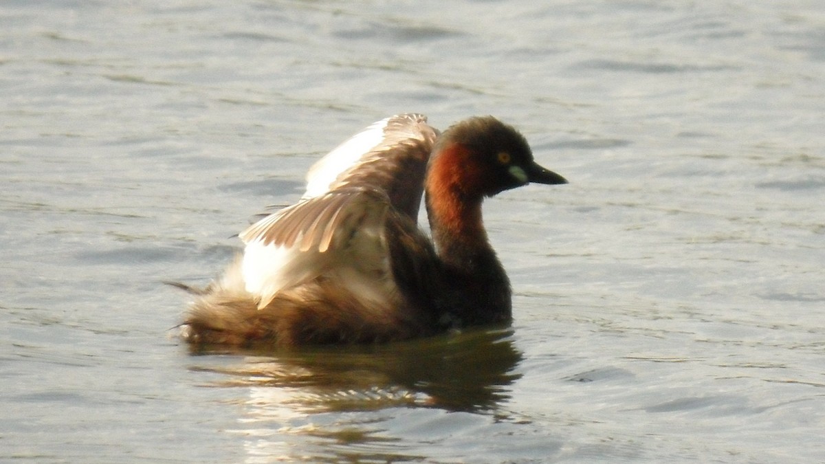 Little Grebe - ML620297483