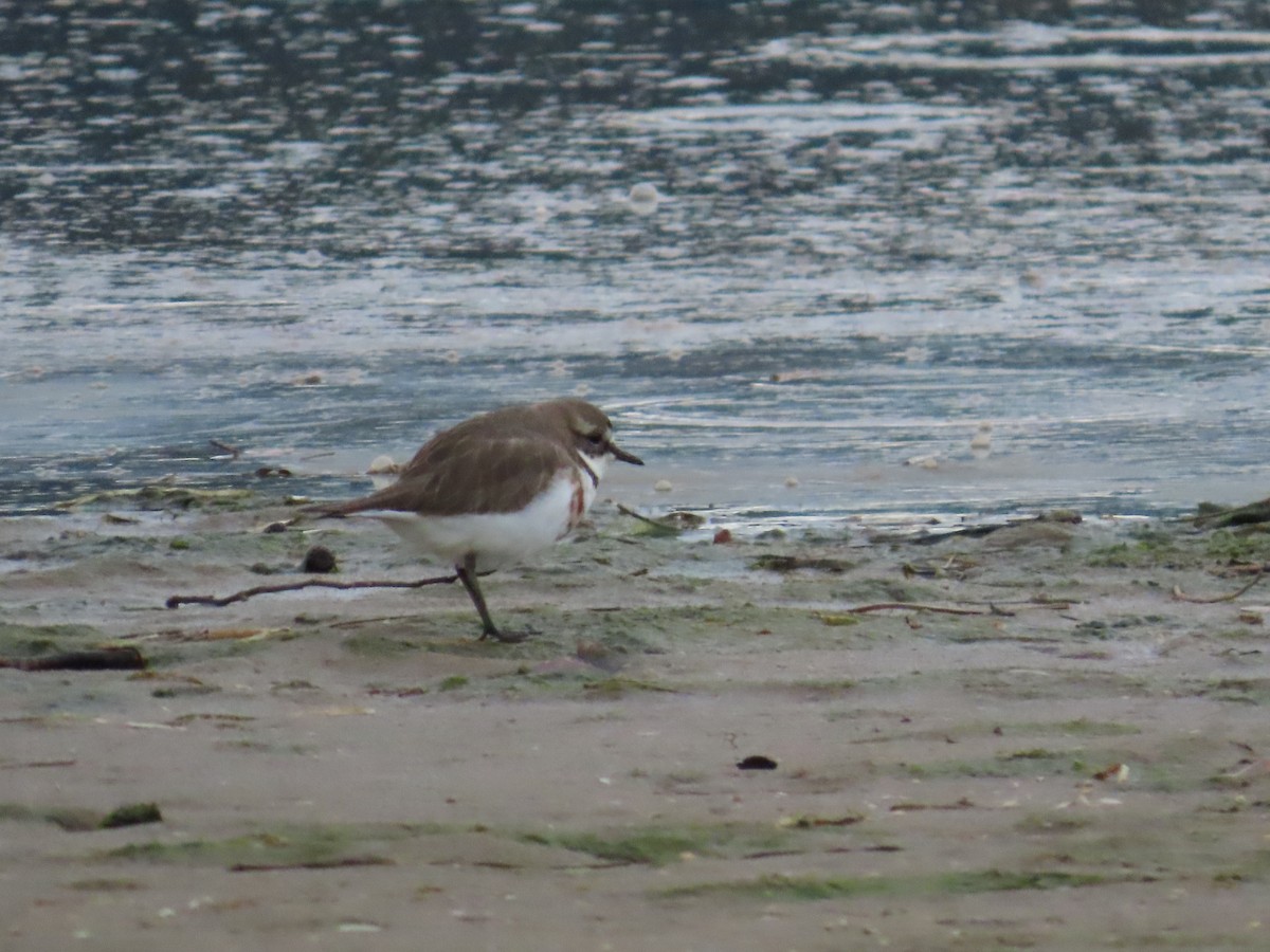 Double-banded Plover - ML620297490