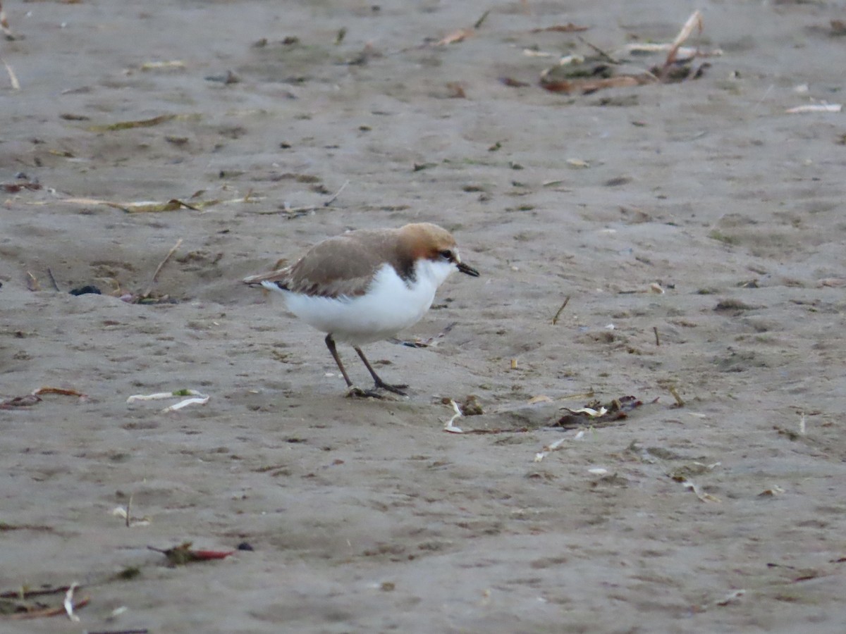 Red-capped Plover - ML620297494