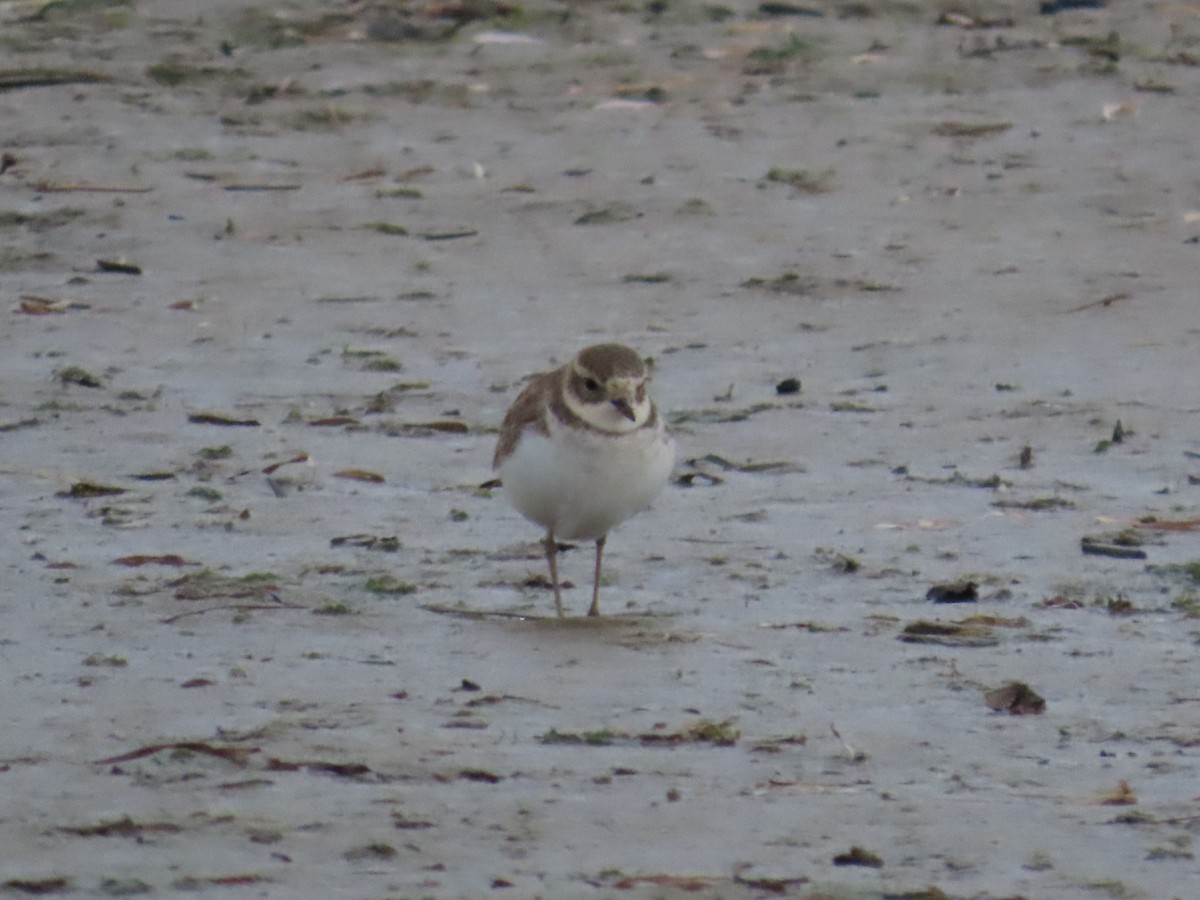 Double-banded Plover - ML620297495