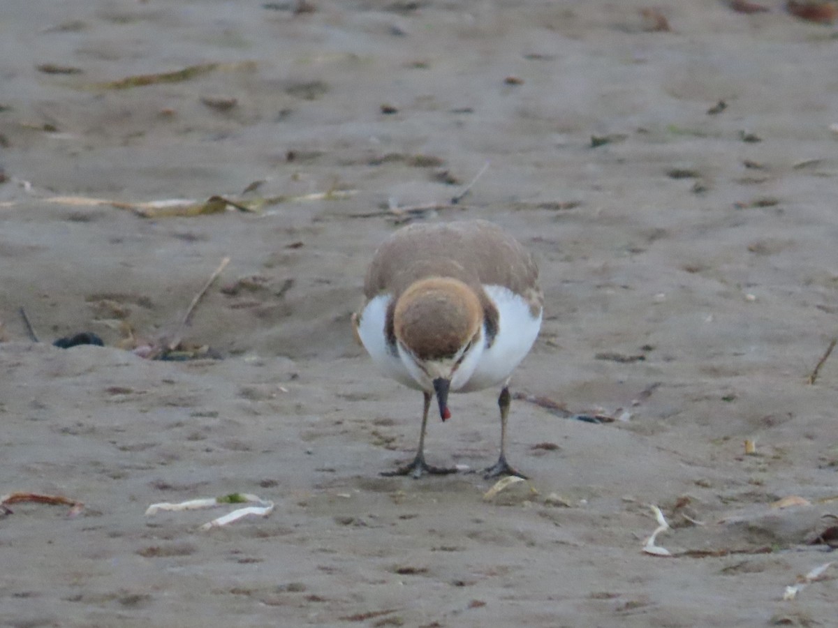 Red-capped Plover - ML620297496