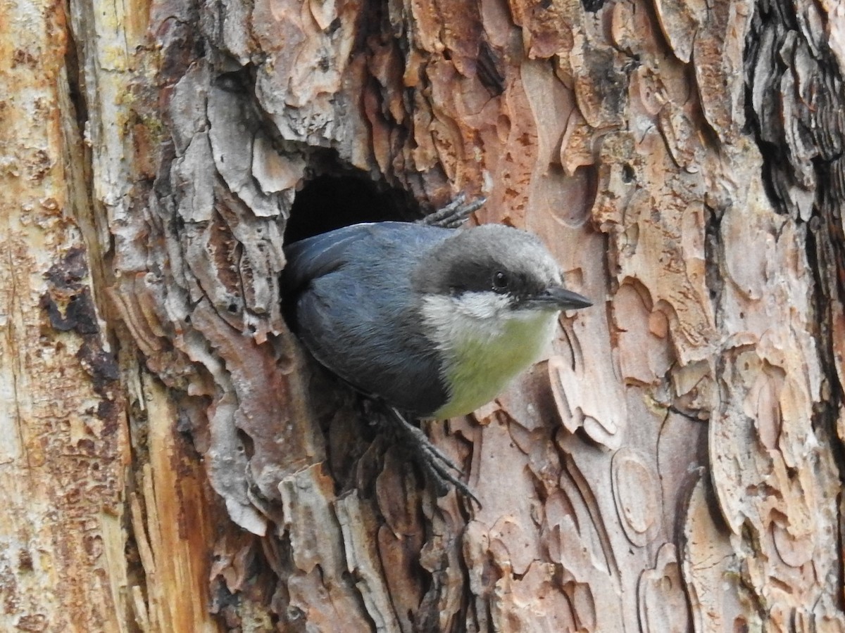 Pygmy Nuthatch - ML620297500