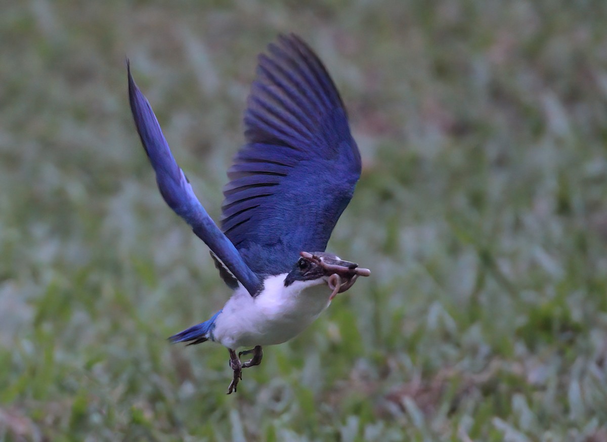 Collared Kingfisher - ML620297502