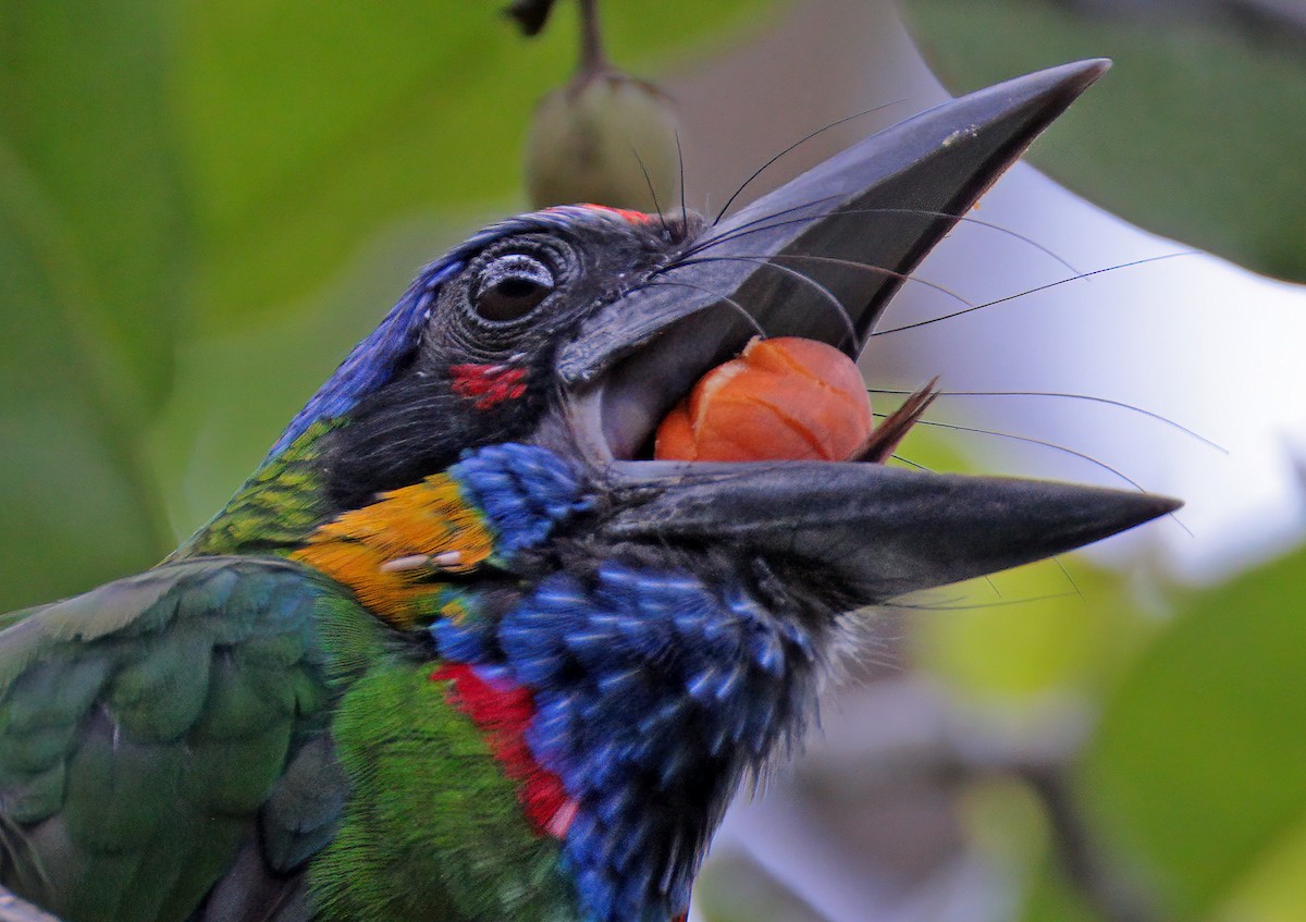 Red-crowned Barbet - ML620297503