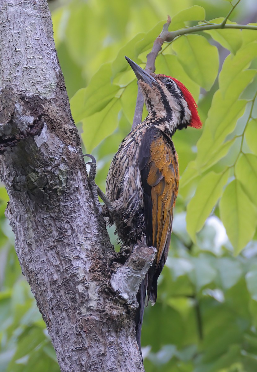 Common Flameback - ML620297504