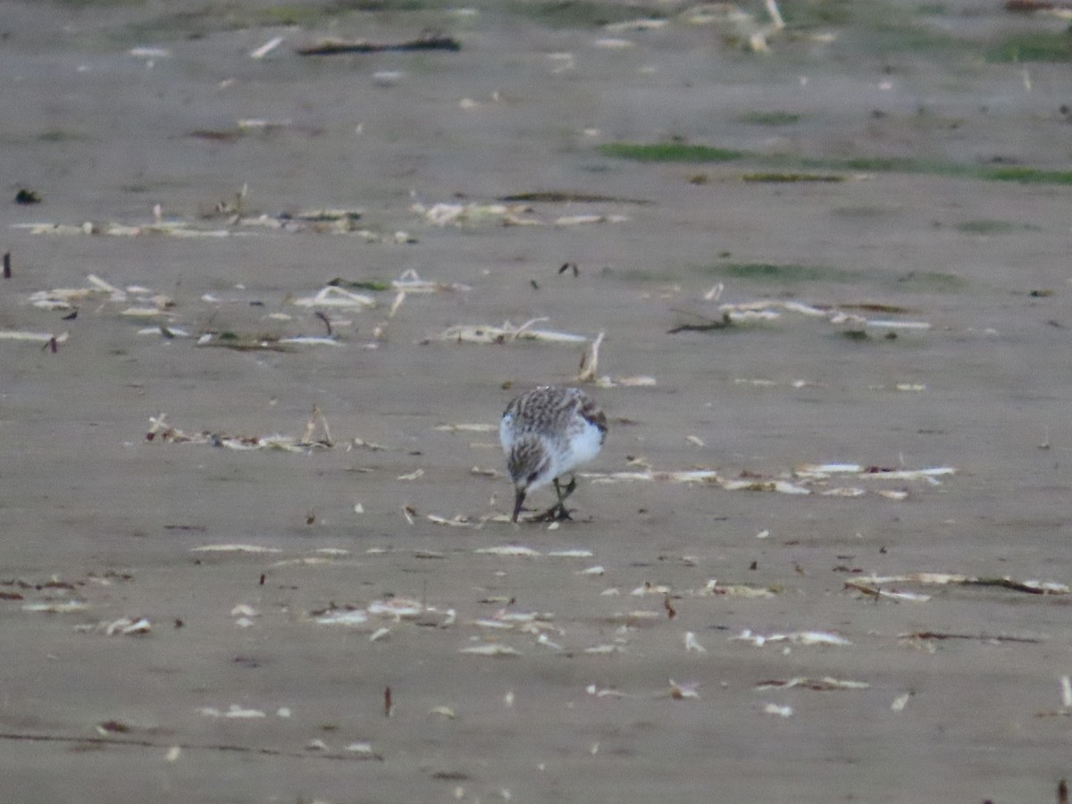 Rotkehl-Strandläufer - ML620297507