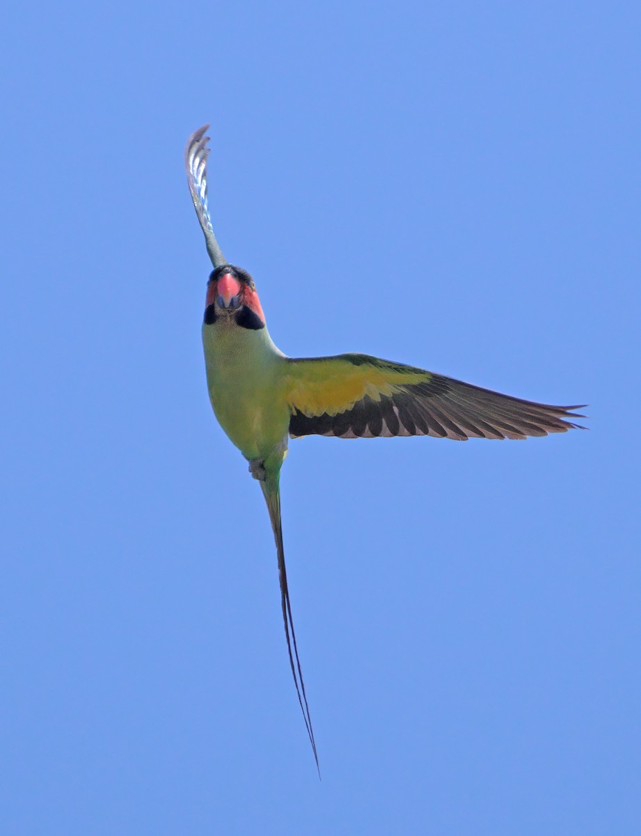 Long-tailed Parakeet - ML620297508