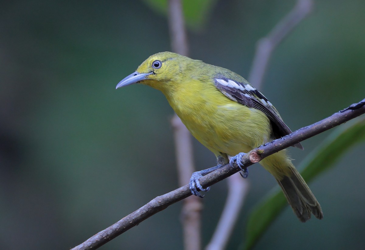 Common Iora - ML620297510