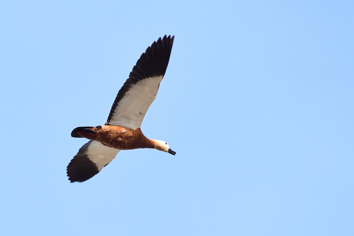 Ruddy Shelduck - ML620297511