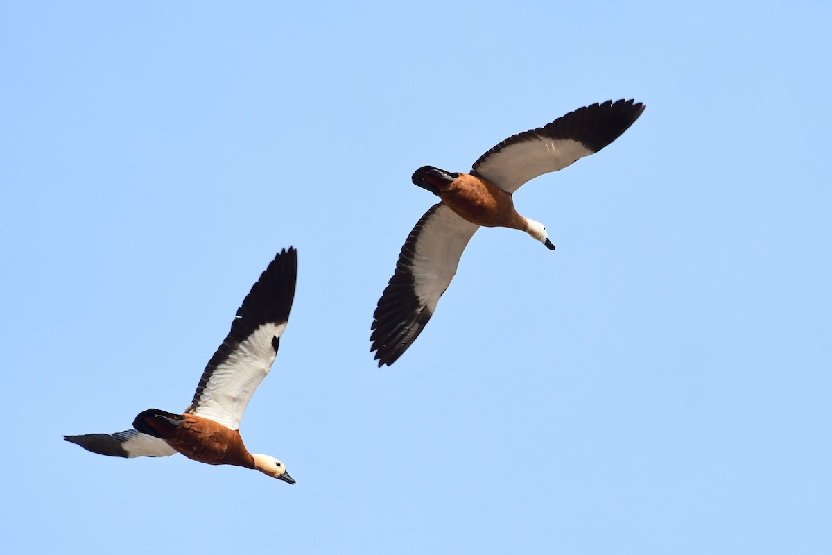 Ruddy Shelduck - ML620297516