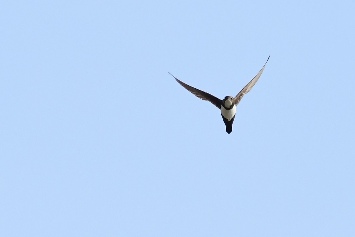 Alpine Swift - ML620297522