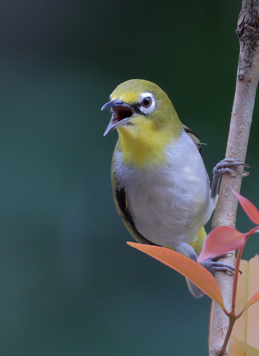 Swinhoe's White-eye - ML620297525