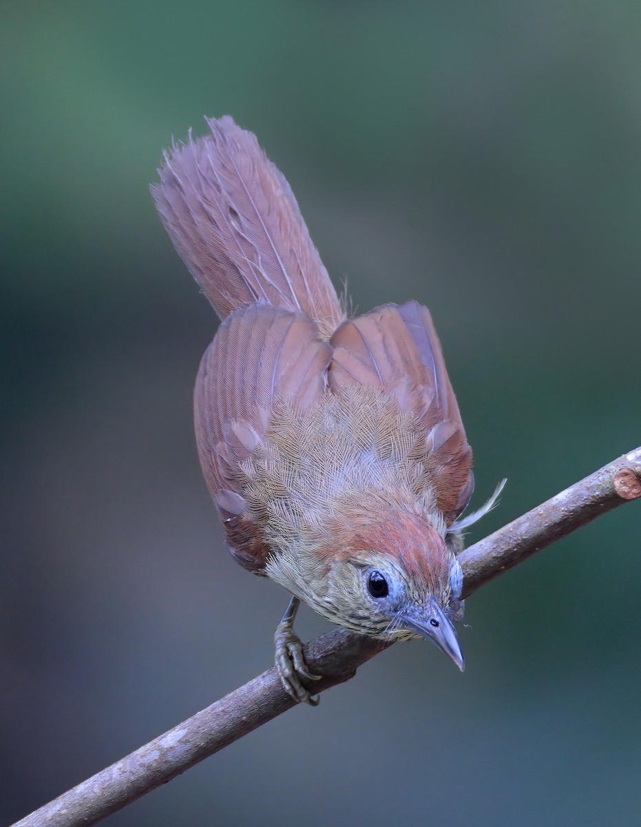 Pin-striped Tit-Babbler - ML620297526