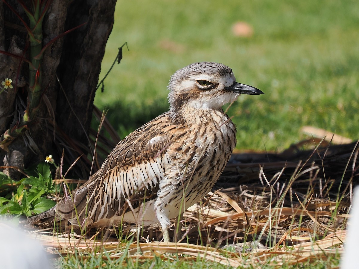 Bush Thick-knee - ML620297530