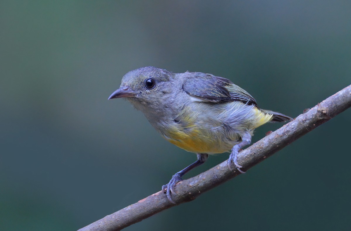 Orange-bellied Flowerpecker - sheau torng lim