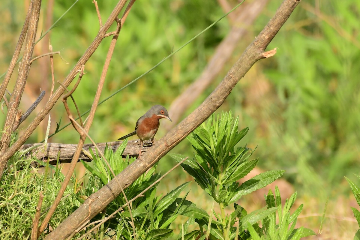 Eastern Subalpine Warbler - ML620297538