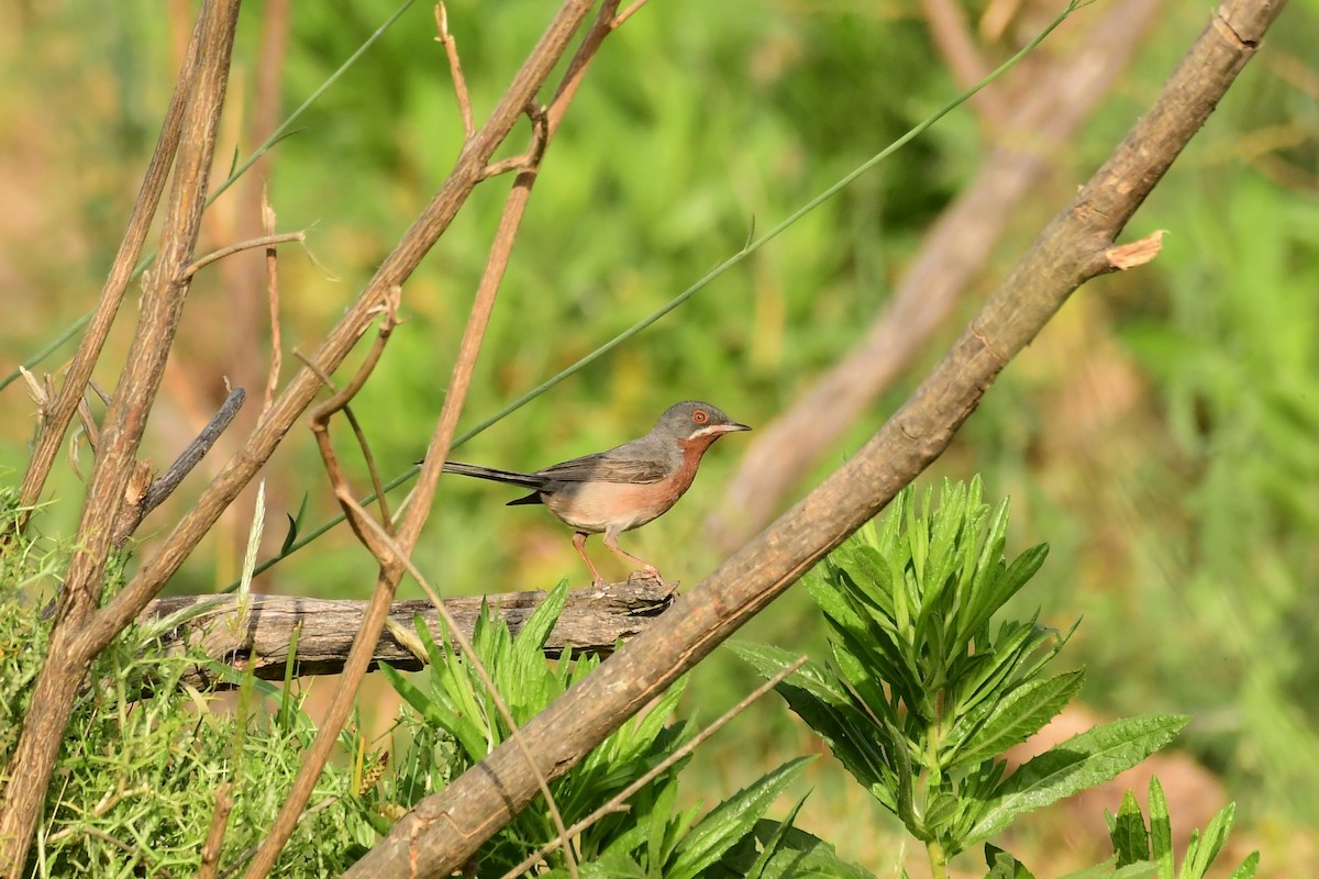 Eastern Subalpine Warbler - ML620297540