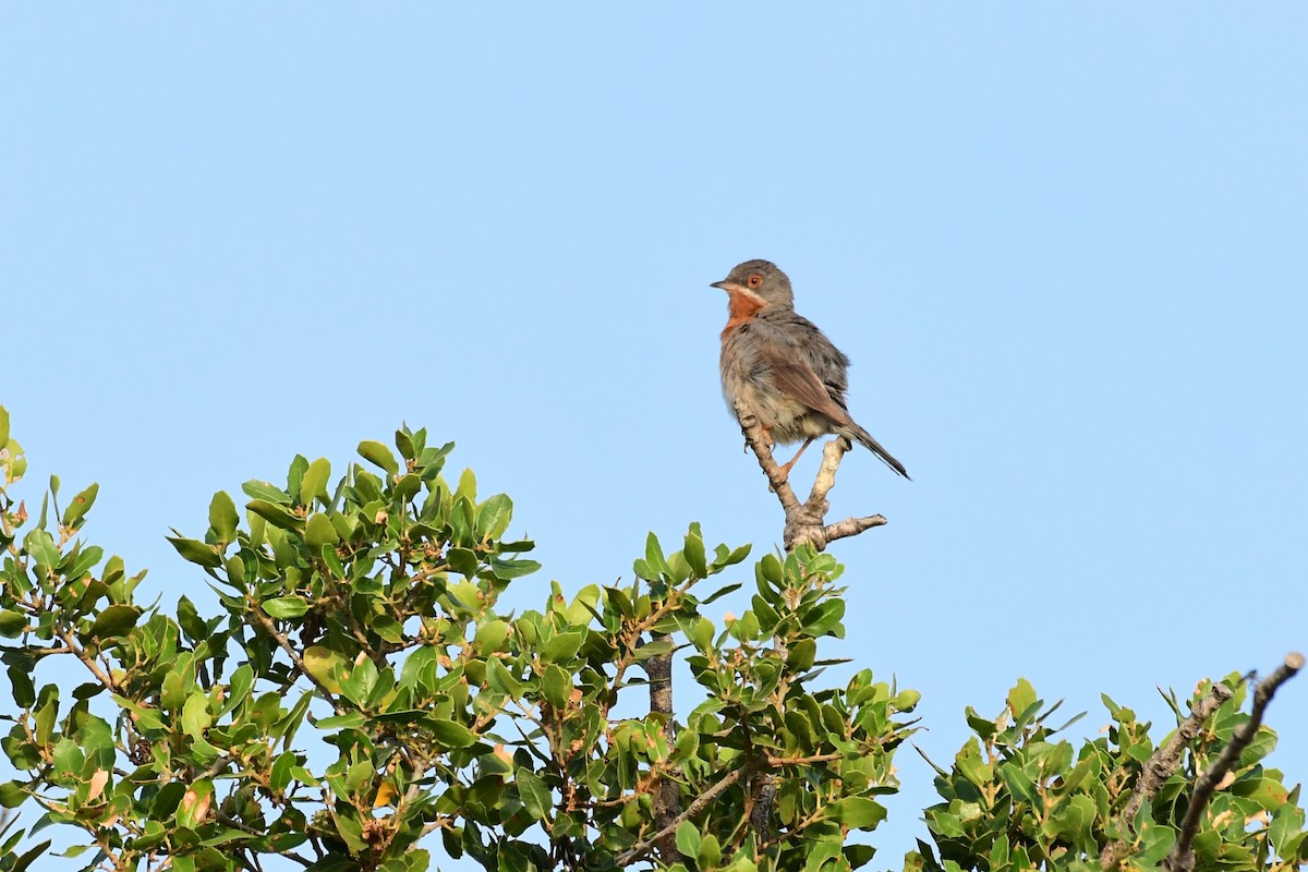 Eastern Subalpine Warbler - ML620297541