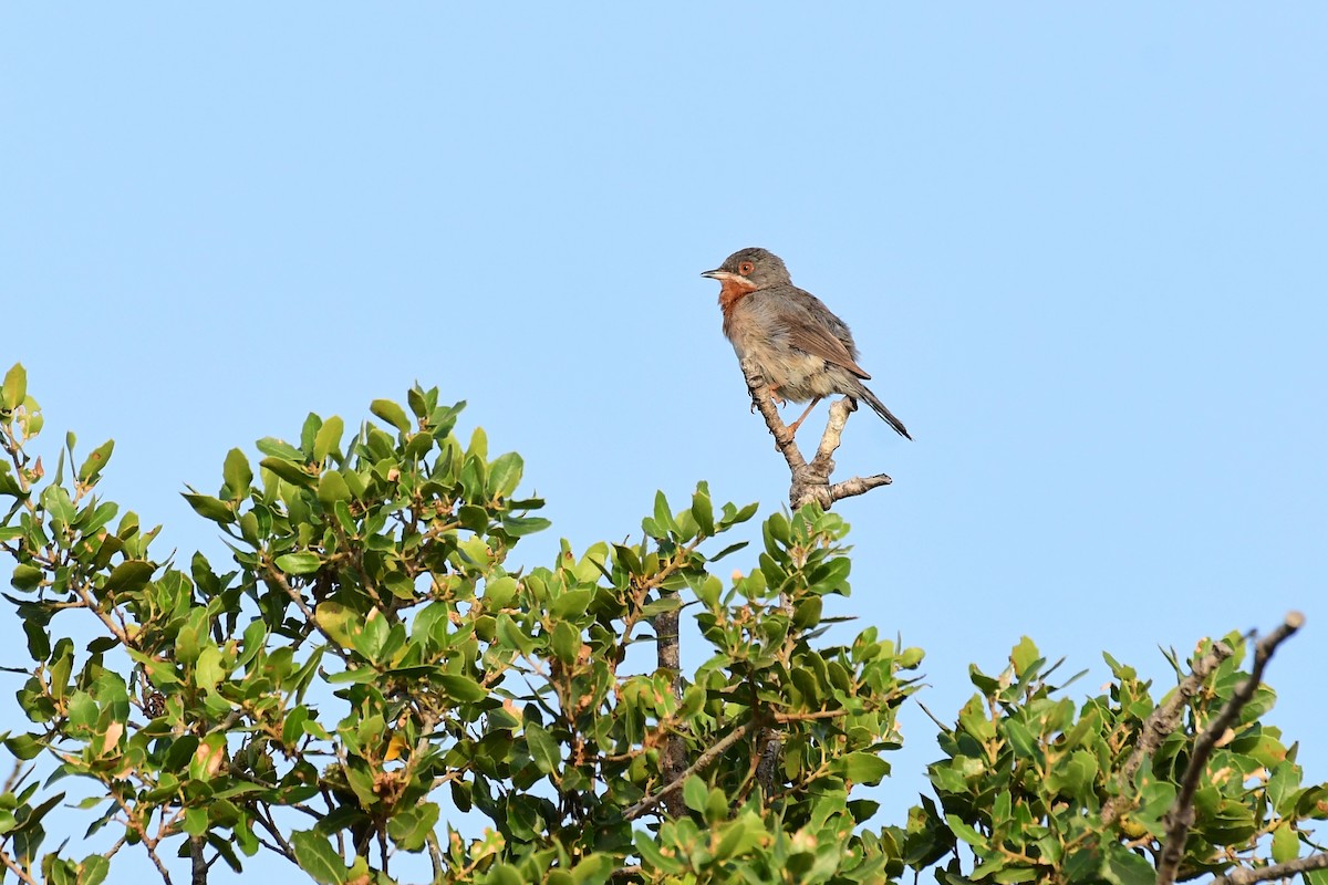 Eastern Subalpine Warbler - ML620297542