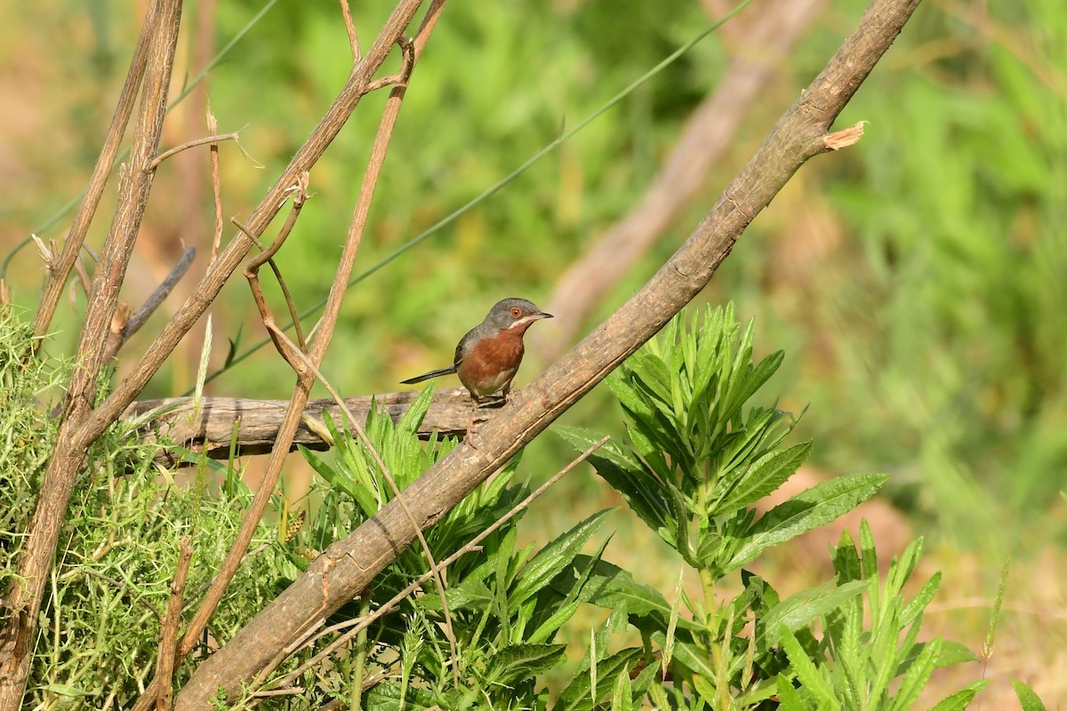 Eastern Subalpine Warbler - ML620297543