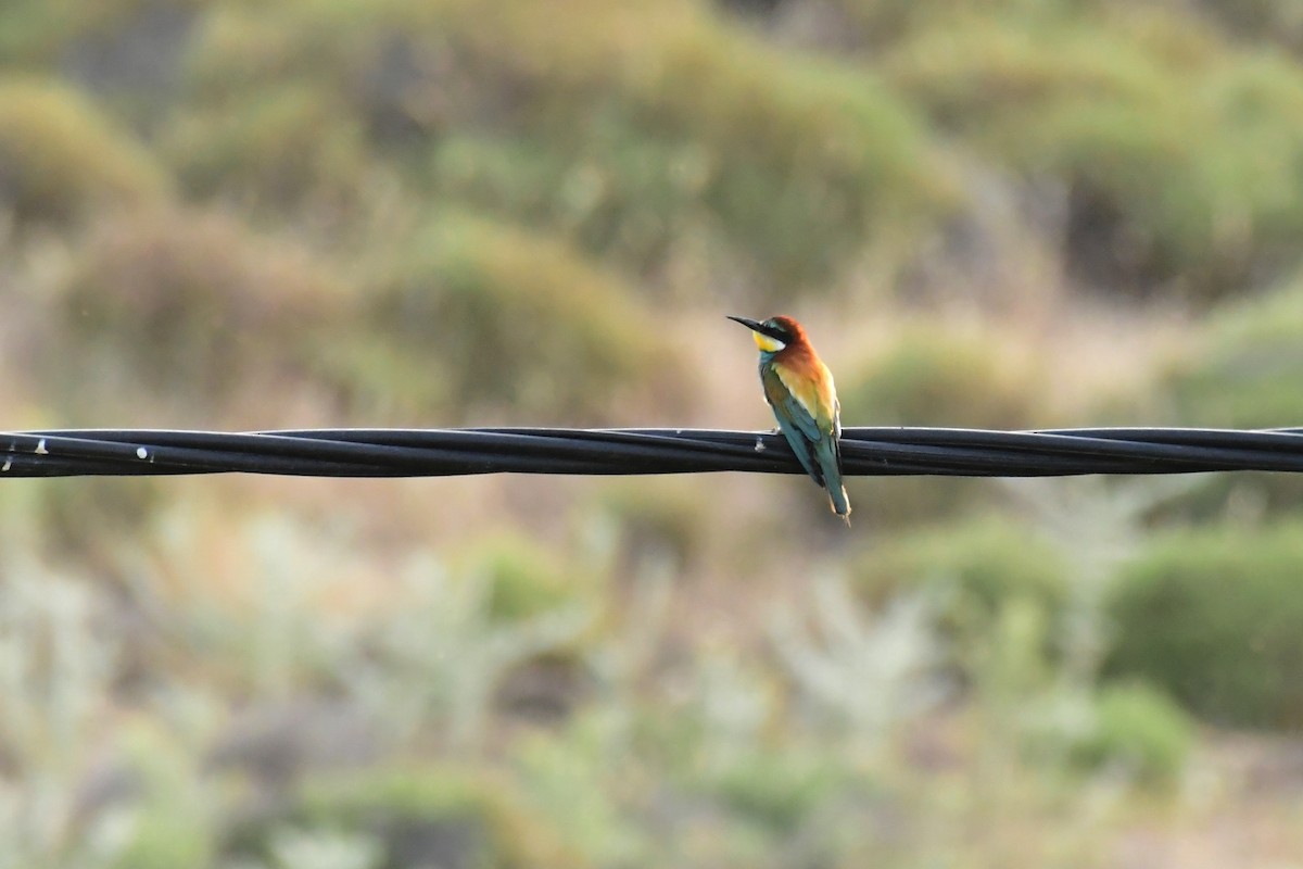 European Bee-eater - ML620297546