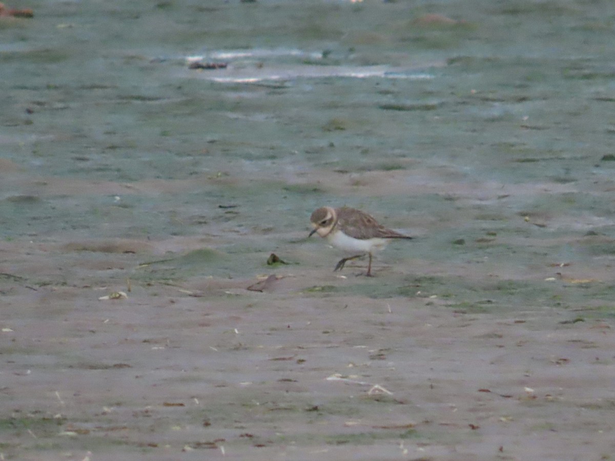 Double-banded Plover - ML620297547