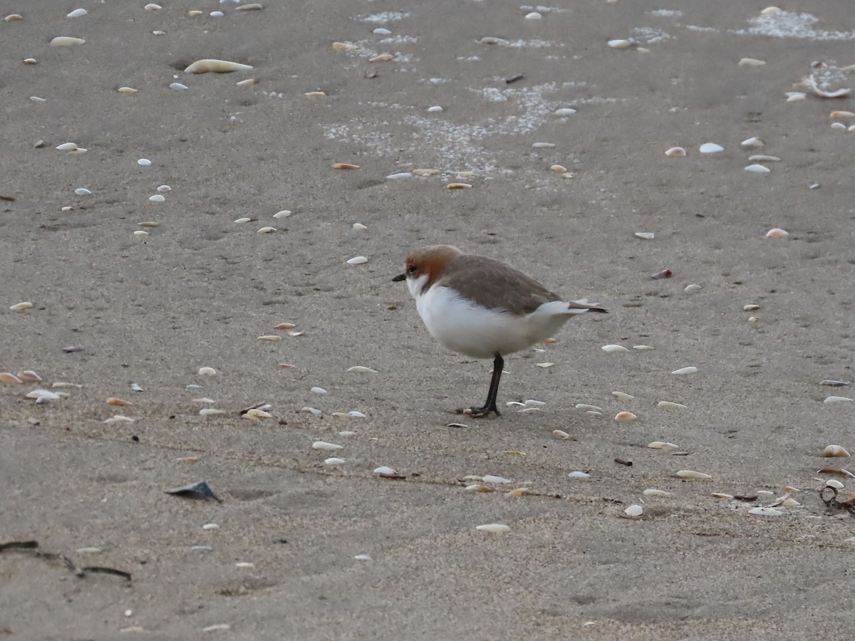 Red-capped Plover - ML620297548